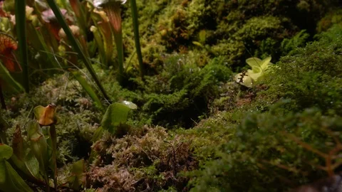 Carnivorous plants sundew, venus flytrap, sarratseniya Stock Footage 104681188