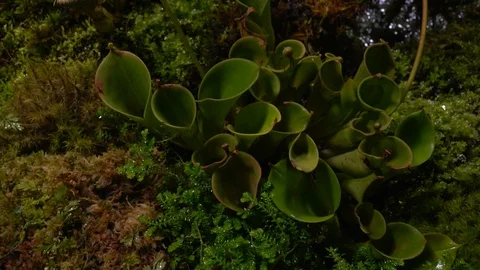 Carnivorous plants sundew, venus flytrap, sarratseniya Stock Footage 104681204
