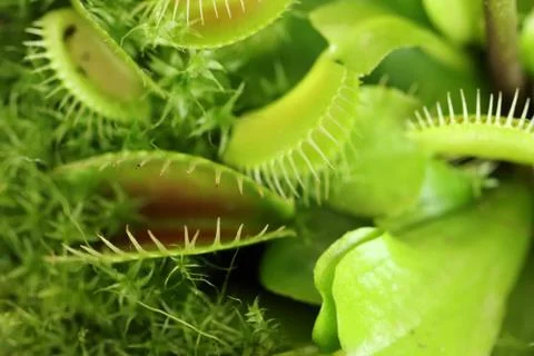 Carnivorous plants Venus flytrap Dionaea muscipula green macro 库存照片