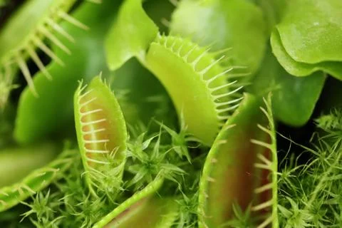 Carnivorous plants Venus flytrap Dionaea muscipula green macro Stock Photos