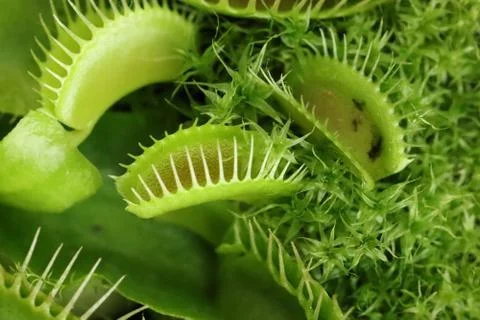 Carnivorous plants Venus flytrap Dionaea muscipula green macro Foto stock