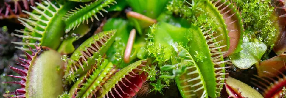 Carnivorous predatory plant Venus flytrap - Dionaea muscipula. carnivorous... Stock Photos