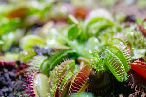 Carnivorous predatory plant Venus flytrap - Dionaea muscipula. carnivorous... 库存照片