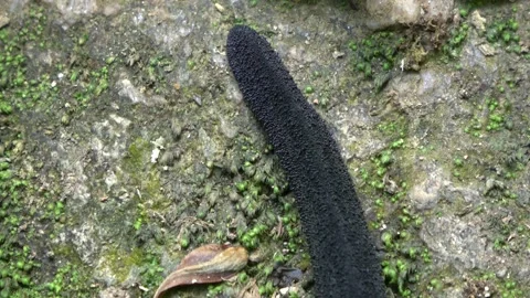 Carnivorous slug, Malaysia Stock-Footage 133146191