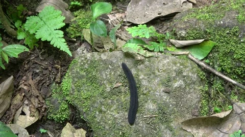 Carnivorous slug, Malaysia Stock Footage 133146283