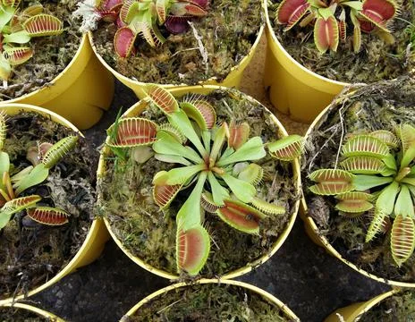 Carnivorous tropical flytrap pitcher plant,nepenthes species 库存照片