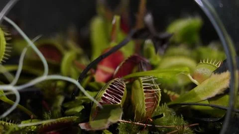 Carnivorous Venus Flytrap Dionaea muscipula Close Up Stock Photos
