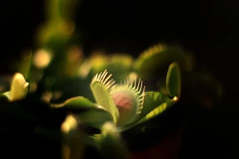 Carnivorous Venus Flytrap Foto stock