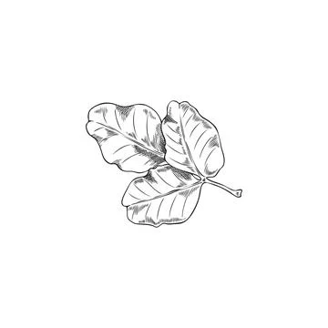 Carob leaf ink sketch, vector hand drawn engraved illustration of tropical Stock Illustration