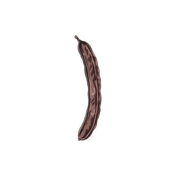 Carob pod bean vector hand drawn illustration, ripe natural superfood sketch Stock Illustration