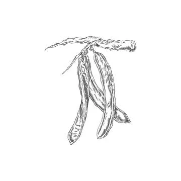 Carob pods bean on stem vector engraved sketch, natural superfood fruits Stock Illustration