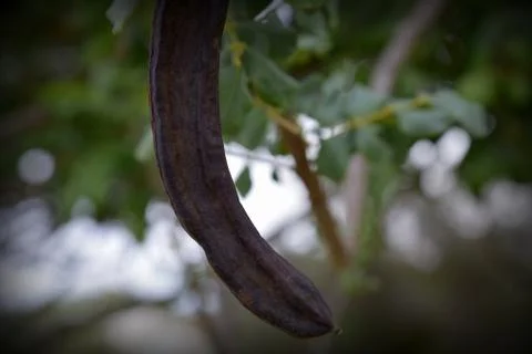 Carob seed Stock Photos
