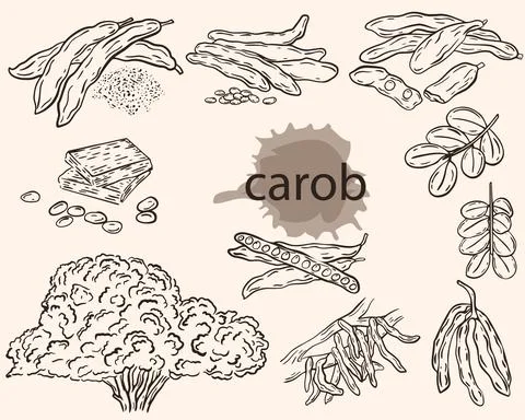 Carob sketch, vector set. Carob fruits, pods with grains, on a branch. Stock Illustration
