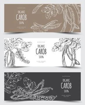 Carob tree bean pods, flowers and leaves, seeds and powder sweetener plant Stock Illustration