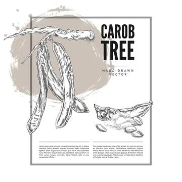 Carob tree bean pods, seeds and powder product sketch, hand drawn engraved Stock Illustration