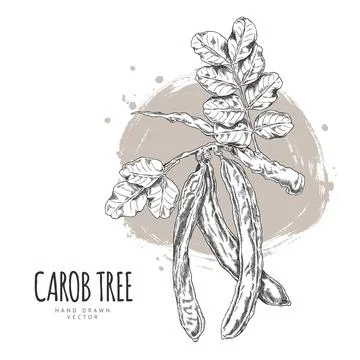 Carob tree bean pods on stem with leaves vector engraved hand drawn, natural Stock Illustration