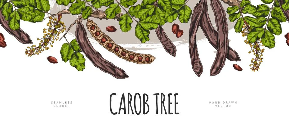 Carob tree bean pods on stem with seeds, leaves and flowers sketch vector Stock Illustration