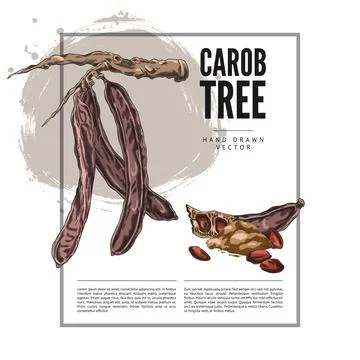 Carob tree bean pods on stem, seeds and powder product sketch, hand drawn vector Stock Illustration