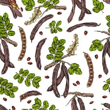 Carob tree bean pods on stem with seeds, leaves and flowers sketch vector Stock Illustration