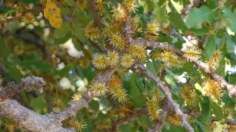 A carob tree in blossom Stock Footage 85838751
