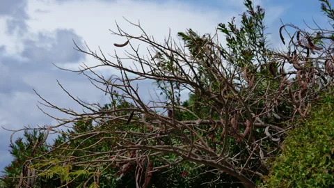 Carob tree branches with ripe pods swaying in the strong wind Stockbeeldmateriaal 340339892
