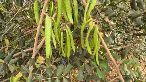 Carob tree (Ceratonia siliqua) Stock Footage 245902053