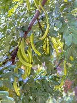 Carob tree fruit Stock Photos