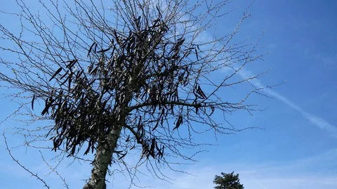 Carob Tree moving by the wind and blu sky Vídeos de archivo 88575450
