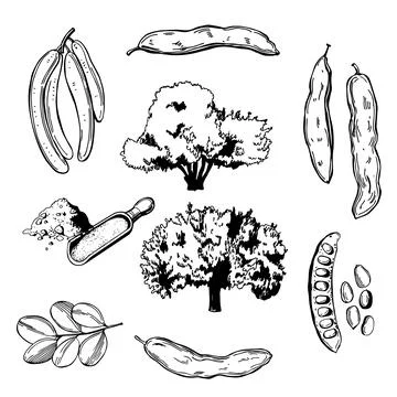 Carob tree set. Sketch  illustration. Stock Illustration