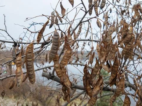 Carob tree. A tree with dangling seedpods. Catalpa. Sword like tall seedpod.. Stock Photos