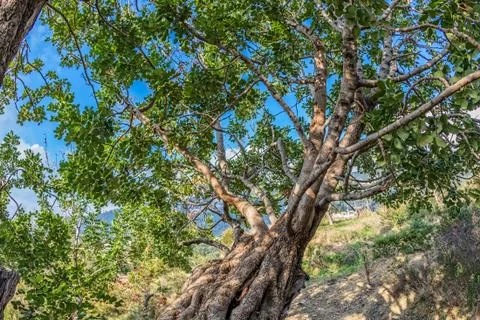 Carob tree treetop Stock Photos