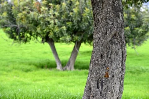 Carob trees in field in spring in Cyprus Stock Photos