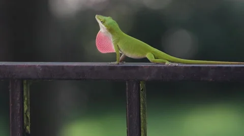 Carolina anole Stock Footage 67523670