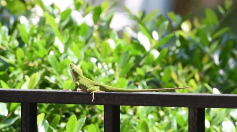 Carolina anole on a railing Stock Footage 67523561