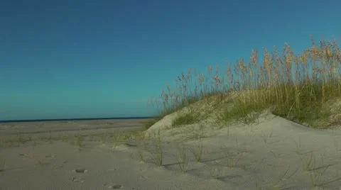 Carolina beach calling Video stock 12169578