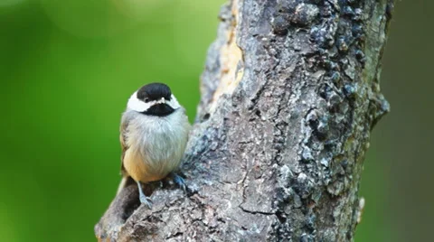 Carolina Chickadee Fledgling Stock Footage 38258239