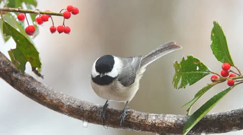 Carolina Chickadee Stock Footage 35224019