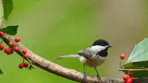 Carolina Chickadee Stock Footage 37394520