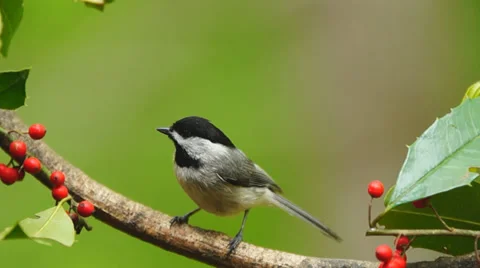 Carolina Chickadee Stock Footage 37394785
