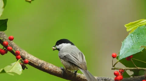 Carolina Chickadee Vídeo Stock 37395009