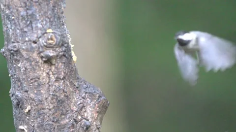 Carolina Chickadee Stock Footage 39705196