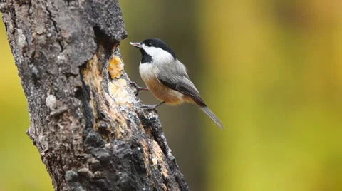 Carolina Chickadee Stock Footage 44040359