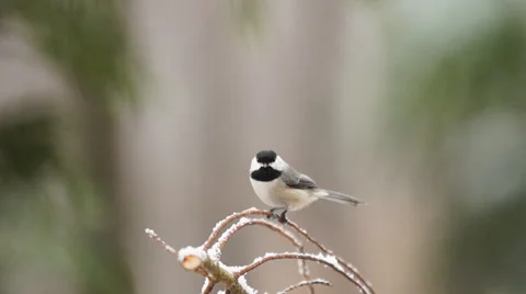 Carolina Chickadee 库存影片 47257618