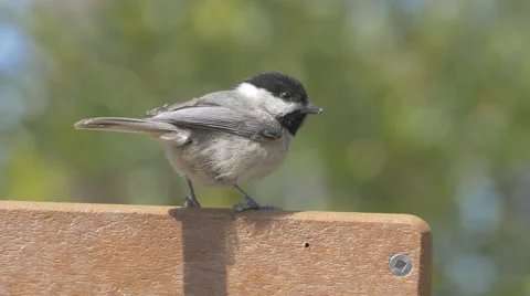 Carolina Chickadee Video stock 49074614