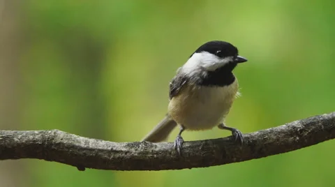 Carolina Chickadee Stock Footage 56293428