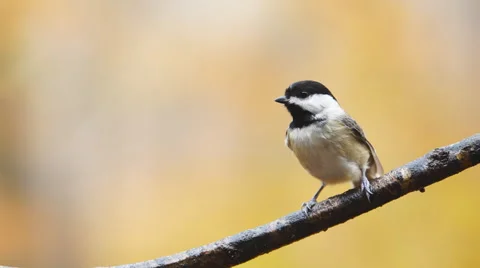 Carolina Chickadee Stock Footage 57219660