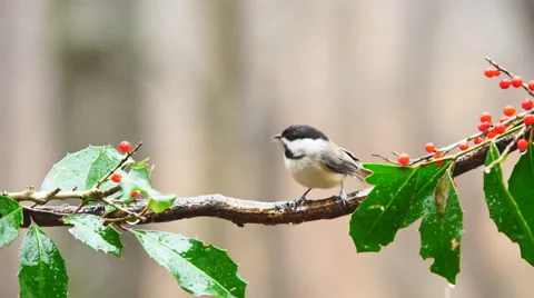 Carolina Chickadee Stock Footage 59561002