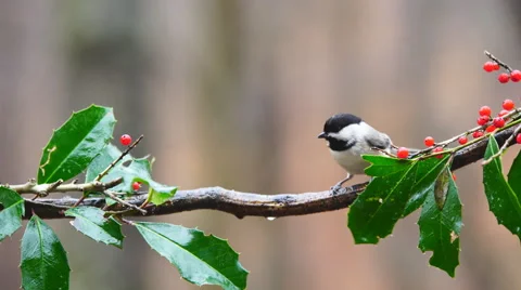 Carolina Chickadee Vídeos de archivo 59578912