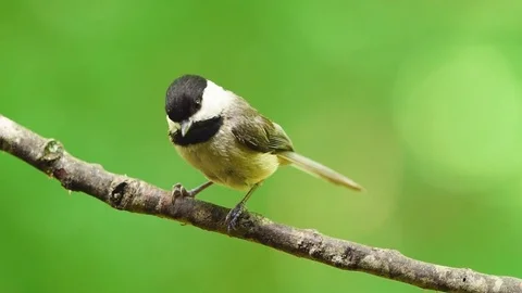 Carolina Chickadee 動画素材 75623104