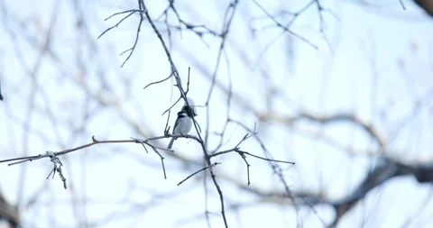 Carolina Chickadee Perched on Snow-Covered Branch During Winter | Wildlife .. Vidéo 337983144